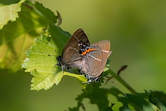 David Plant Photography - Wildlife Photography - White letter hairstreak - D